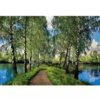 Фотообои бумажные Березовая дорожка, 294х201см, 9л
