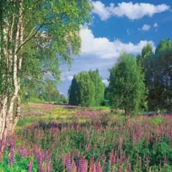 Фотообои бумажные Лето, 300х201см, 9л