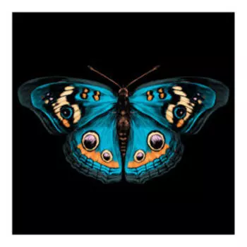 Картина на стекле Бабочка Юнониа, 40х40 см