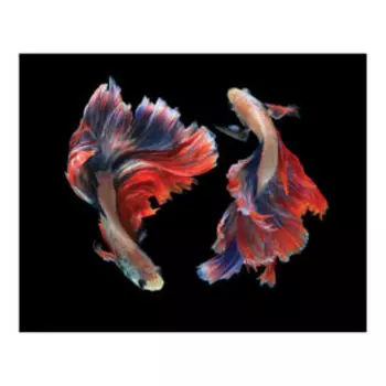 Картина на стекле Бойцовые рыбки, 50х40 см