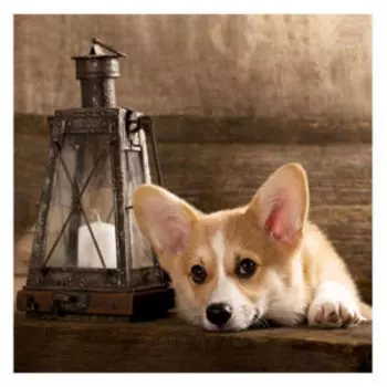 Картина на стекле Корги, 30х30 см