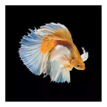Картина на стекле Сиамская желтая рыбка, 40х40 см