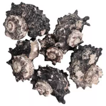 Ракушки декоративные Пижон Aqua с перламутром, 100 г, 3-6 см