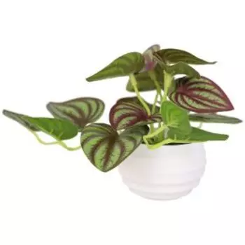 Растение искусственное в горшке Пеперомия элегант, 6х11 см