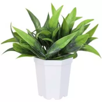Растение искусственное в горшке Сансевиерия элегант, 7х13 см