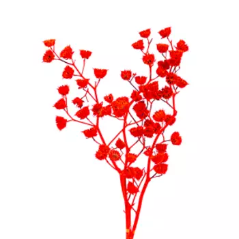 растение сухоцвет, абутилон (Канатник Теофраста), 3 ветки, 60 см, кислотно розовый