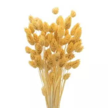 Растение сухоцвет Donnaflor фаларис, банч, 55-60 см, желтый