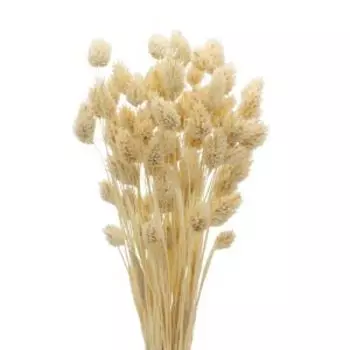 Растение сухоцвет Donnaflor фаларис, банч, 55-60 см, выбеленный