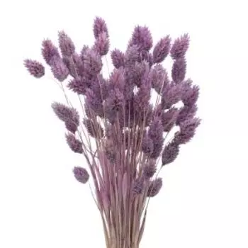 Растение сухоцвет Donnaflor фаларис, банч, 55-60 см, сиреневый