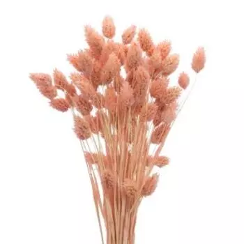 Растение сухоцвет Donnaflor фаларис, банч, 55-60 см, персиковый