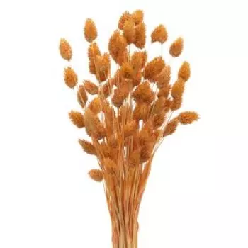 Растение сухоцвет Donnaflor фаларис, банч, 55-60 см, оранжевый