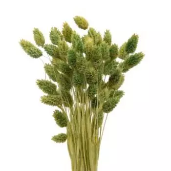 Растение сухоцвет Donnaflor фаларис, банч, 55-60 см, зеленое яблоко