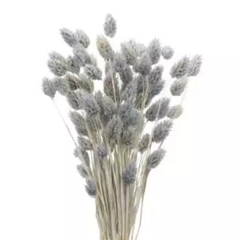Растение сухоцвет Donnaflor фаларис, банч, 55-60 см, голубой