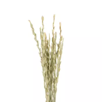 Растение сухоцвет DonnaFlor Райграс, банч 21 шт, 60 см, натуральный