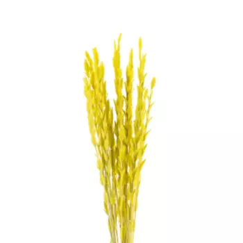 Растение сухоцвет DonnaFlor Райграс, банч 21 шт, 60 см, желтый
