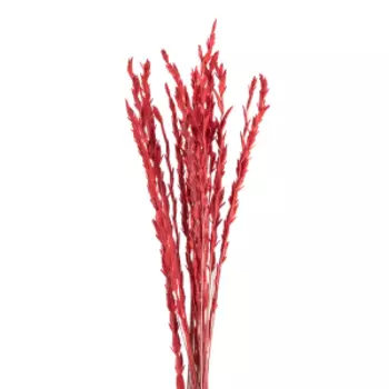 Растение сухоцвет DonnaFlor Райграс, банч 21 шт, 60 см, красный