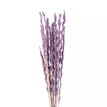Растение сухоцвет DonnaFlor Райграс, банч 21 шт, 60 см, сиреневый