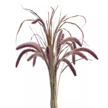 Растение сухоцвет DonnaFlor Сетария, 12-15 колосьев, 60-65 см, сливовый
