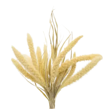 Растение сухоцвет DonnaFlor Сетария, 12-15 колосьев, 60-65 см, выбеленный