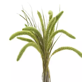 Растение сухоцвет DonnaFlor Сетария, 12-15 колосьев, 60-65 см, зеленый