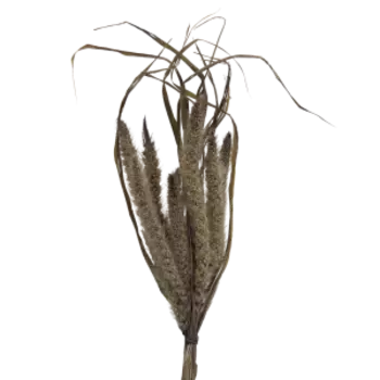 Растение сухоцвет DonnaFlor Сетария, 12-15 колосьев, 60-65 см, шоколадный