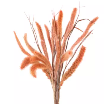 Растение сухоцвет DonnaFlor Сетария, 12-15 колосьев, 60-65 см, персиковый