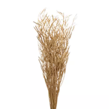 растение сухоцвет горчица, банч, 60 см, натуральная