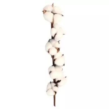 Растение сухоцвет Хлопок, 5х70 см, белый