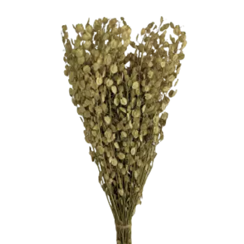 Растение сухоцвет монетник, банч, 60 см, натуральный