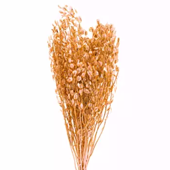 растение сухоцвет монетник, банч, 60 см, золото (металлик)