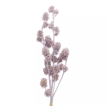 растение сухоцвет солодка, 3 ветки, 60 см, пастельный сиреневый