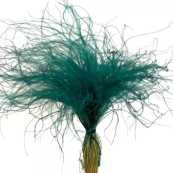 растение сухоцвет стифа (ковыль), банч, 40 см, тиффани (бирюзовый)