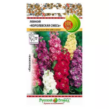 семена Астра Аквамарин Русский размер I