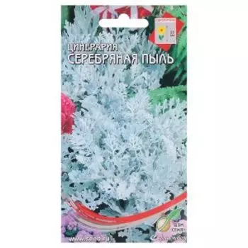 Семена Цинерария Серебряная пыль