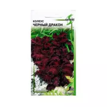 Семена Колеус Чёрный Дракон