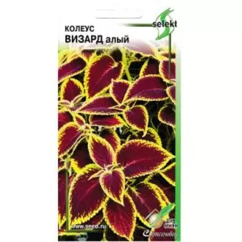 Семена Колеус Визард алый