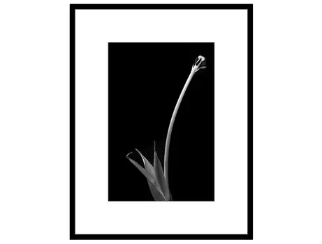 авторская арт-фотография dead tulip #1 (george rouchin photography) черный 80x105 см.
