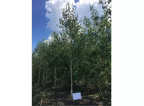 Береза бородавчатая 3.0-4.0 м (долина холмов) зеленый 400 см.