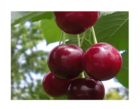 Черешня черемашная 4-5 лет (долина холмов) зеленый