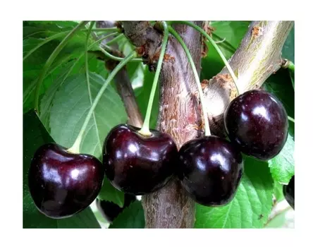 Черешня ипуть 4-5 лет (долина холмов) зеленый