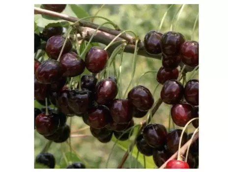 Черешня ленинградская 4-5 лет (долина холмов) зеленый