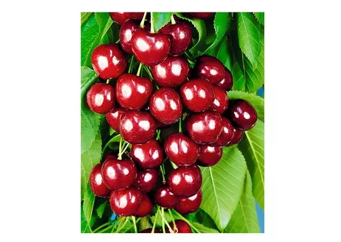 Черешня овстуженка 4-5 лет (долина холмов) зеленый