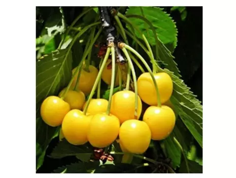 Черешня янтарная 4-5 лет (долина холмов) зеленый