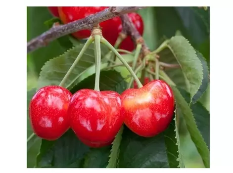 Черешня рубиновая 4-5 лет (долина холмов) зеленый