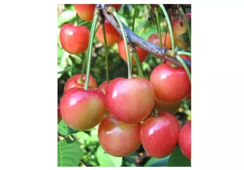 Черешня северная 4-5 лет (долина холмов) зеленый