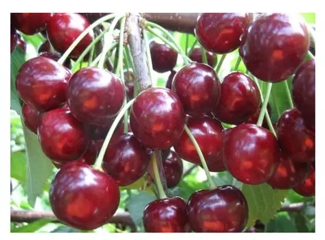 Черешня тютчевка 4-5 лет (долина холмов) зеленый