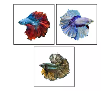 Декор настенный, комплект 3 шт knowledge (to4rooms) мультиколор 60x60x3 см.