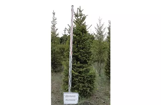 Ель энгельмана 1.5-2.0 м (долина холмов) зеленый 200 см.