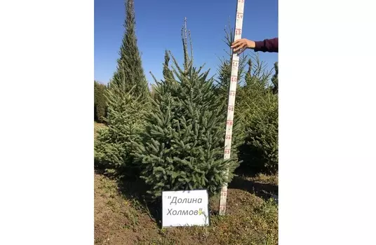 Ель черная мариана 1.0-2.0 м (долина холмов) зеленый 200 см.