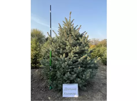 Ель глаука 2.0-2.5 м (долина холмов) зеленый 250 см.
